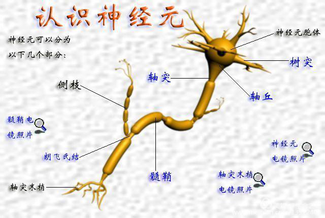 音乐,孩子,最,好的,启智,教育,排除,特殊,遗传,因素,新 . 音乐，孩子最好的启智教育